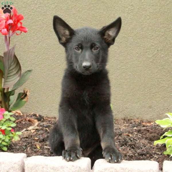 Harper, German Shepherd Puppy