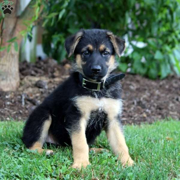 Harper, German Shepherd Puppy