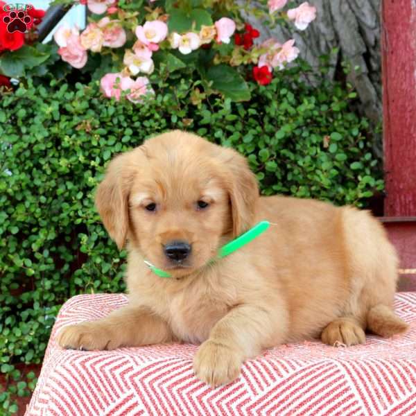 Harper, Golden Retriever Puppy