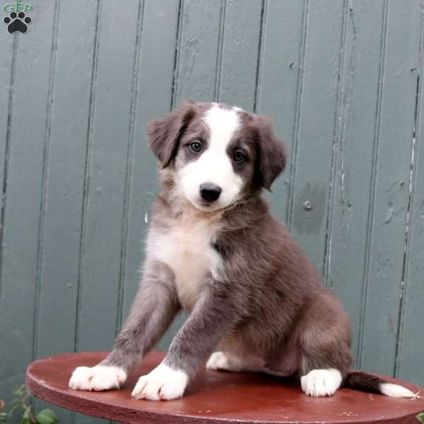 Harper, Border Collie Puppy