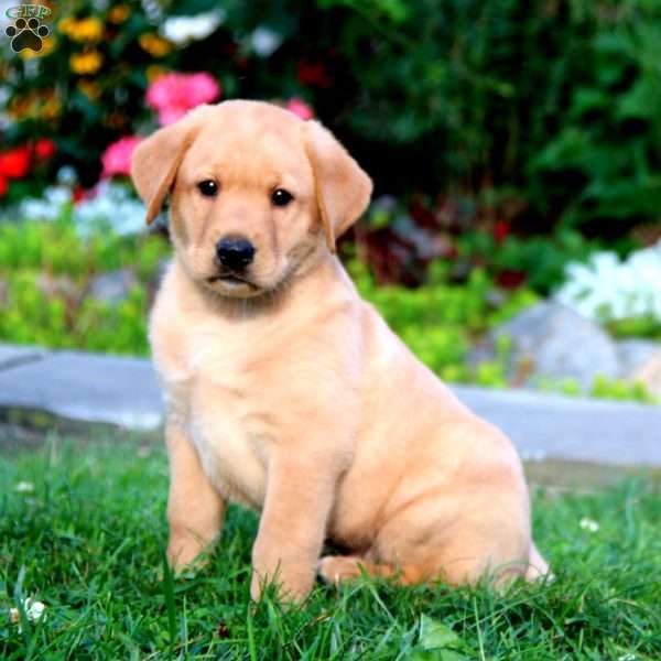 Harper, Yellow Labrador Retriever Puppy