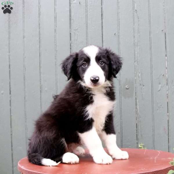 Harrison, Border Collie Puppy