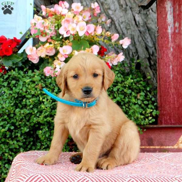 Harry, Golden Retriever Puppy