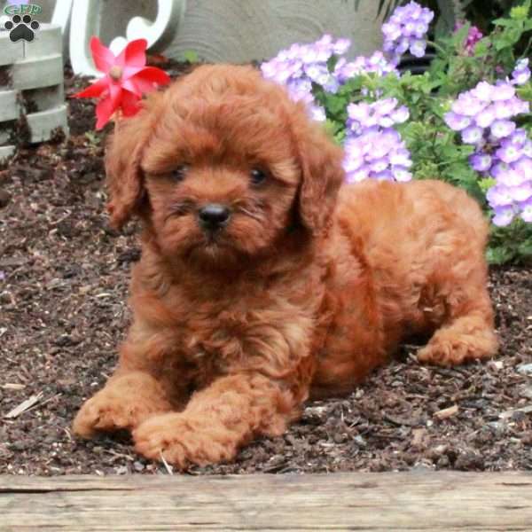 Harry, Cavapoo Puppy