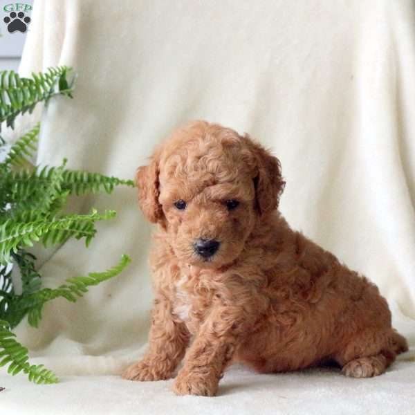 Harry, Miniature Poodle Puppy