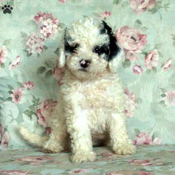 Harry, Miniature Poodle Puppy