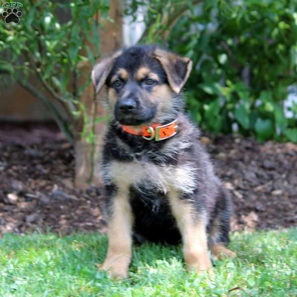 Harvey, German Shepherd Puppy