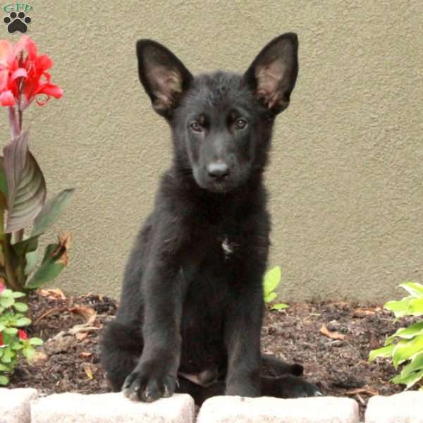 Harwin, German Shepherd Puppy