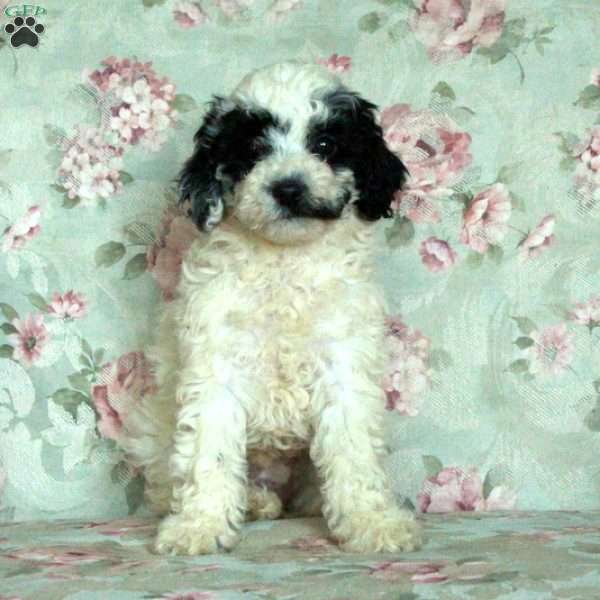 Hattie, Miniature Poodle Puppy