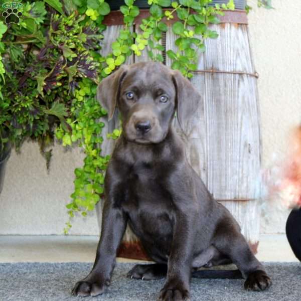 Haven, Charcoal Labrador Retriever Puppy