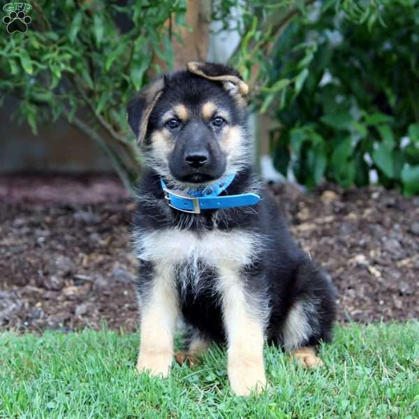 Hayes, German Shepherd Puppy