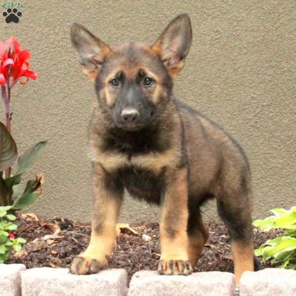 Haymitch, German Shepherd Puppy