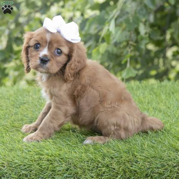 Hazel, Cavalier King Charles Spaniel Puppy