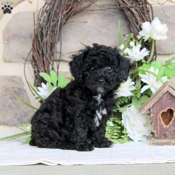 Hazel, Toy Poodle Puppy