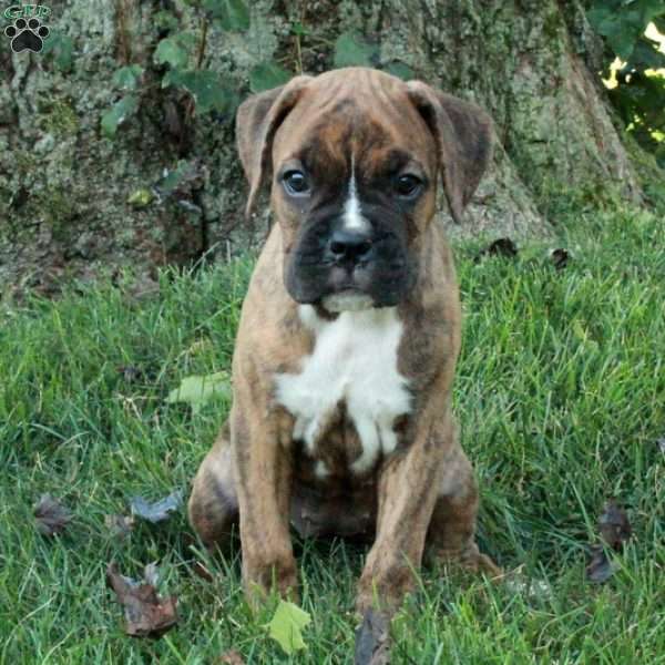 Hazel, Boxer Puppy