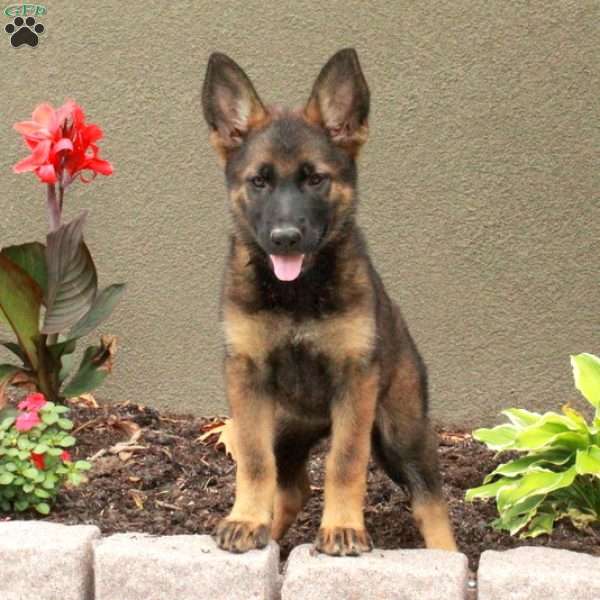 Hazel, German Shepherd Puppy