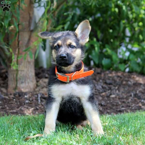 Hazel, German Shepherd Puppy