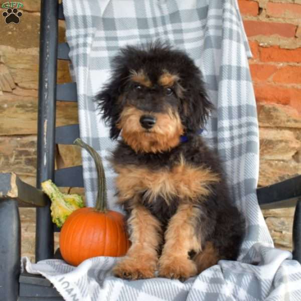 Hazel, Mini Bernedoodle Puppy