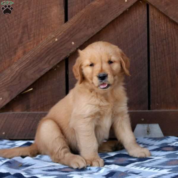 Hazel, Golden Retriever Puppy