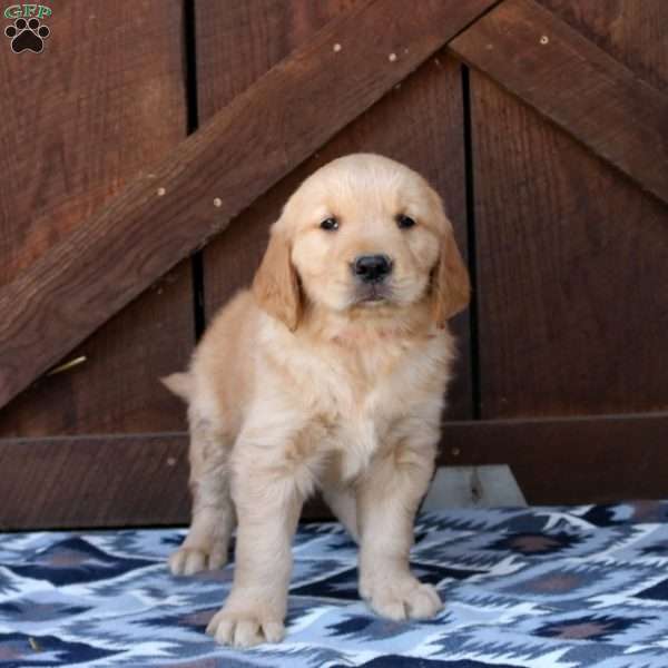 Heath, Golden Retriever Puppy