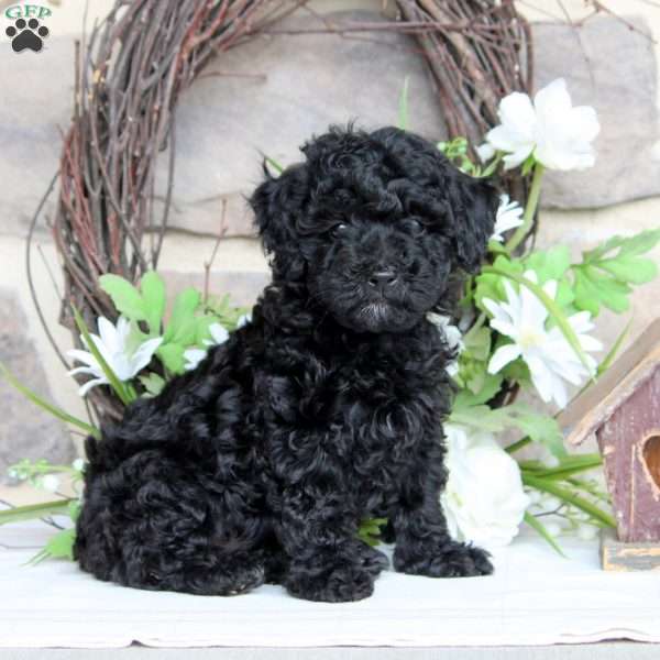 Hector, Toy Poodle Puppy