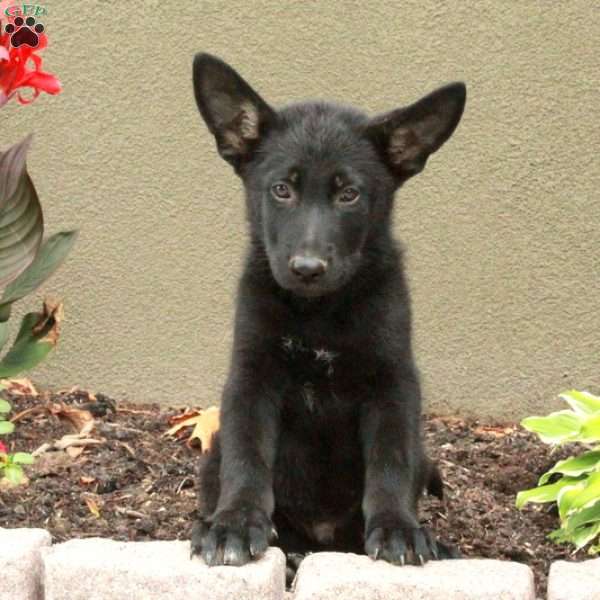 Hector, German Shepherd Puppy