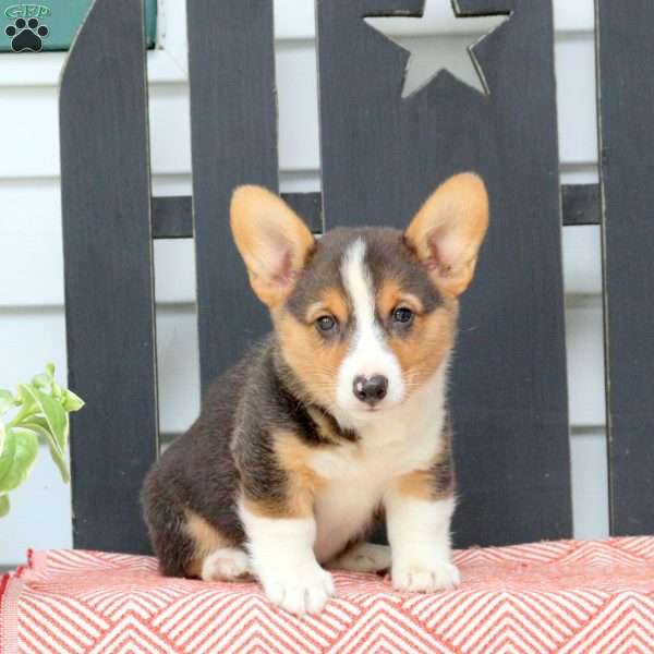 Hector, Pembroke Welsh Corgi Puppy