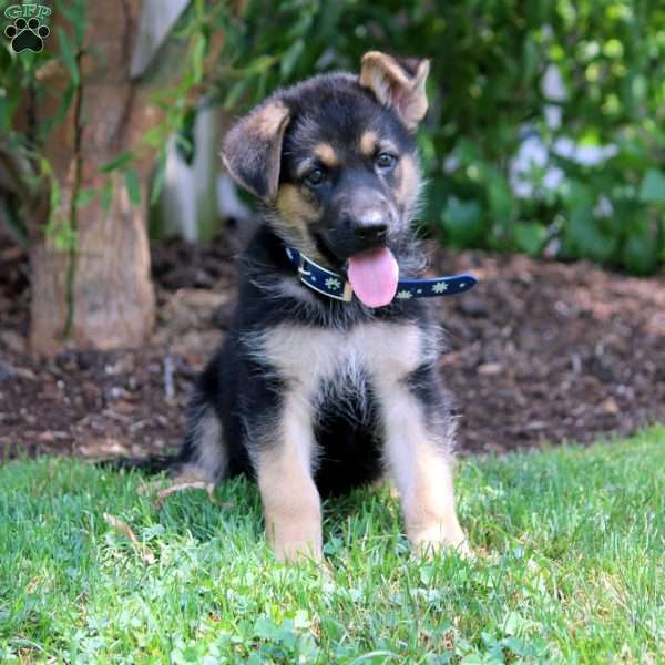 Hector, German Shepherd Puppy