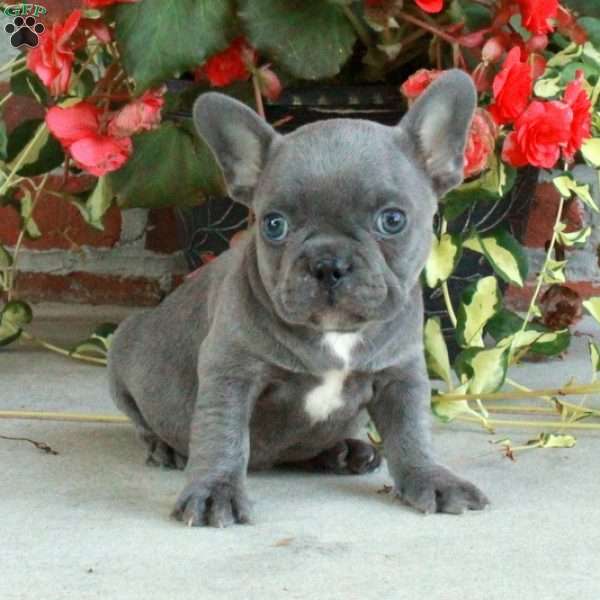 Hector, French Bulldog Puppy