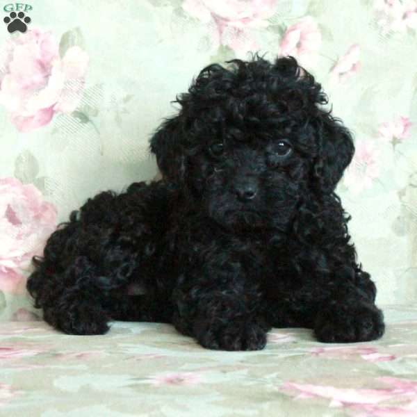 Heidi, Miniature Poodle Puppy