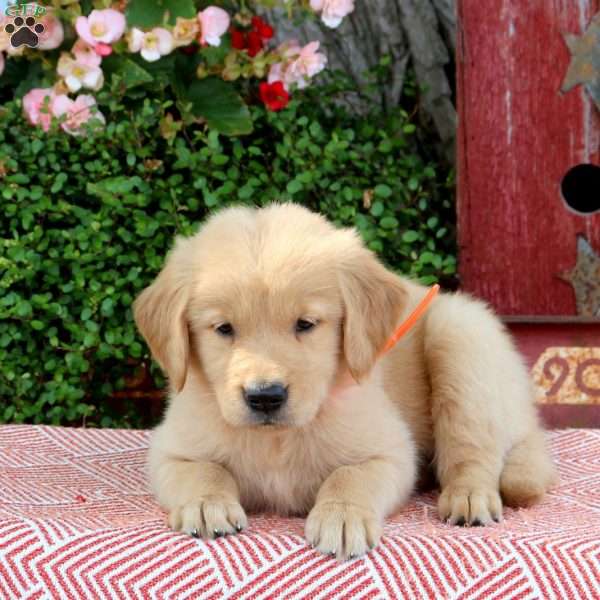 Heidi, Golden Retriever Puppy