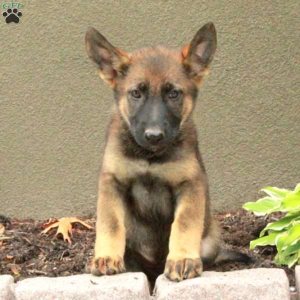 Heidi, German Shepherd Puppy