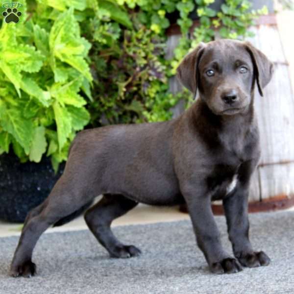 Heidi, Charcoal Labrador Retriever Puppy