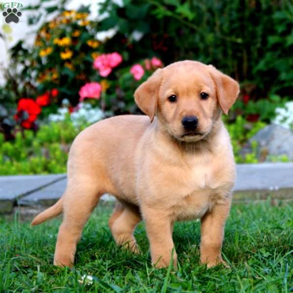 Heidi, Yellow Labrador Retriever Puppy