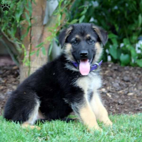 Hendrix, German Shepherd Puppy