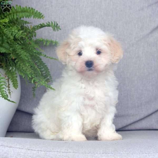 Henry, Maltipoo Puppy