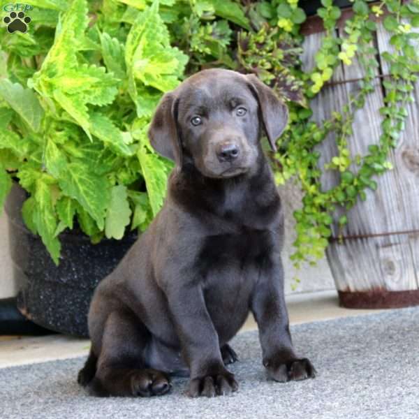 Hero, Charcoal Labrador Retriever Puppy