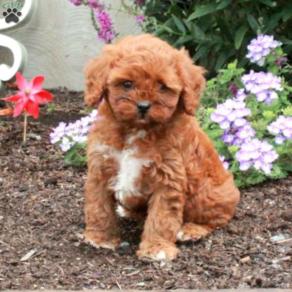 Hickory, Cavapoo Puppy