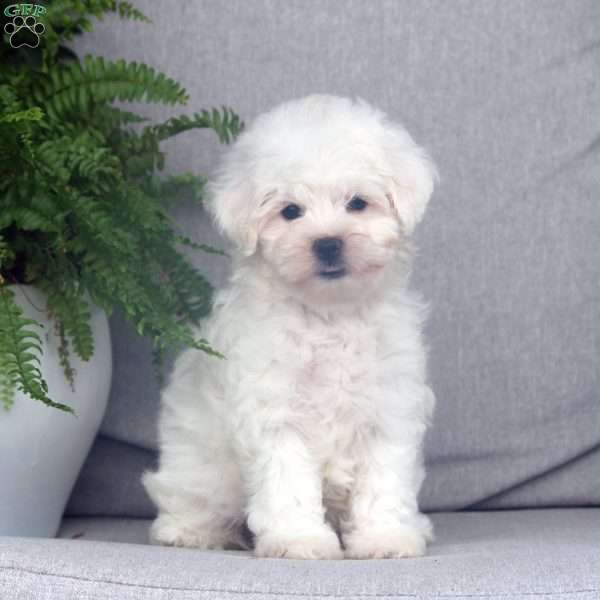 Hilda, Maltipoo Puppy