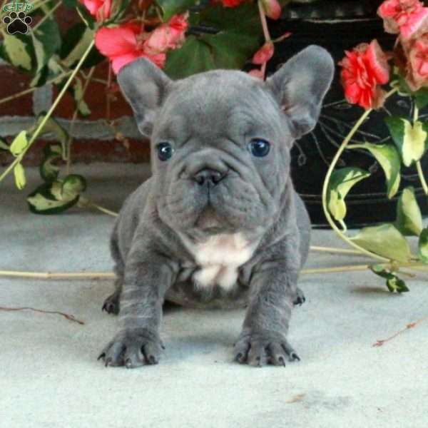 Hollis, French Bulldog Puppy