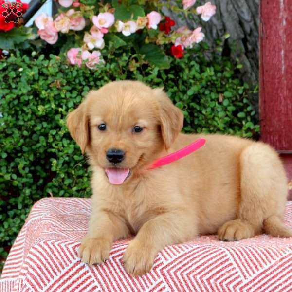 Holly, Golden Retriever Puppy