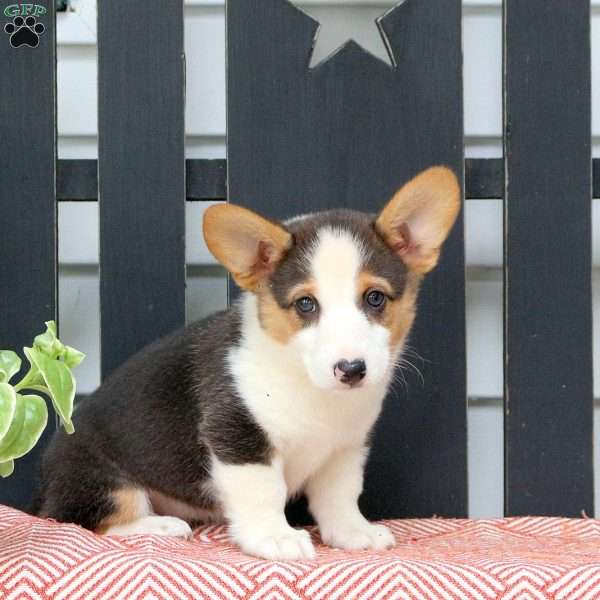 Holly, Pembroke Welsh Corgi Puppy