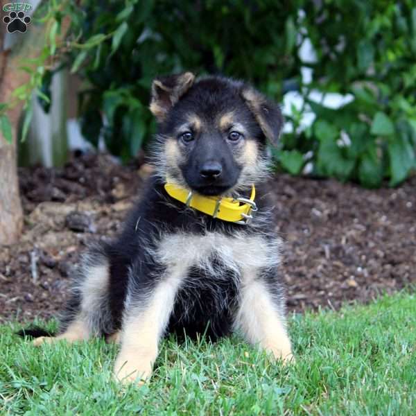 Holly, German Shepherd Puppy