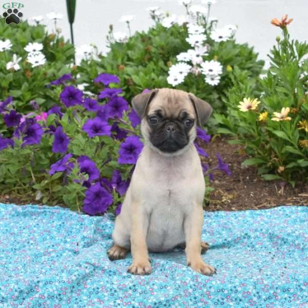 Holly, Pug Puppy