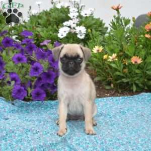 Pug Puppies For Sale - Greenfield Puppies
