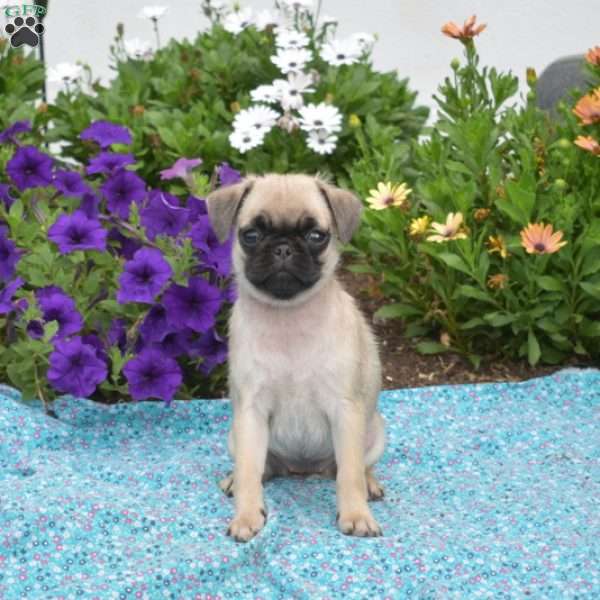 Honey, Pug Puppy