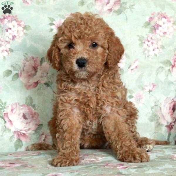 Honey, Miniature Poodle Puppy