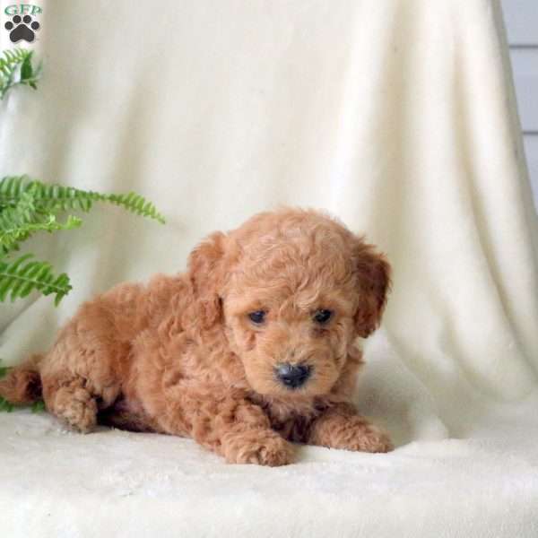 Hooper, Miniature Poodle Puppy