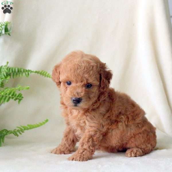 Hope, Miniature Poodle Puppy