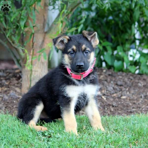 Hope, German Shepherd Puppy